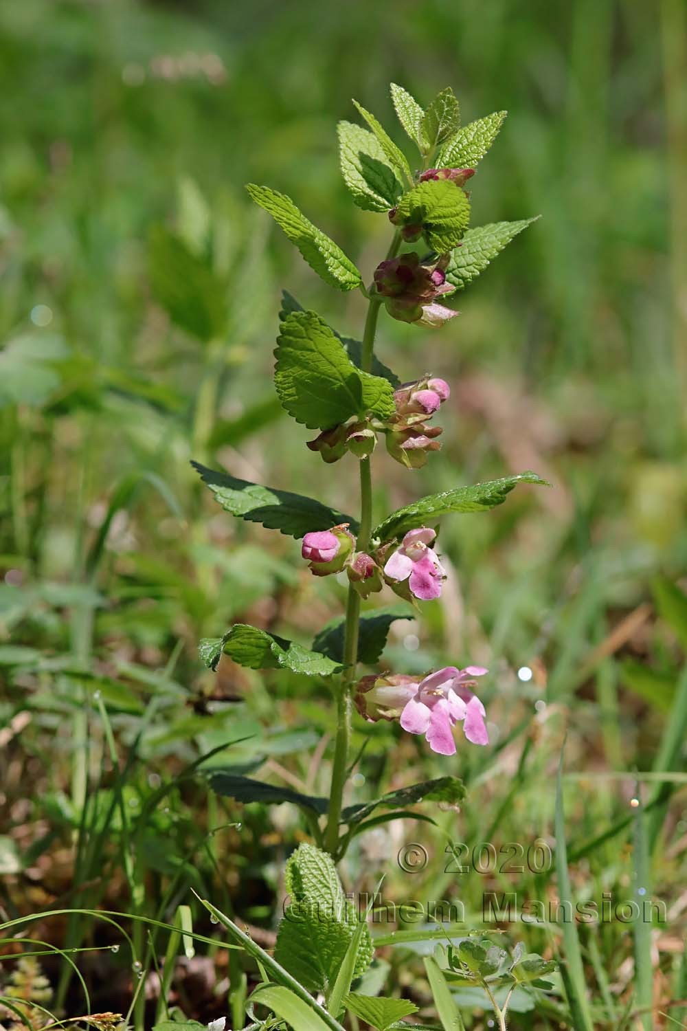 Melittis melissophyllum