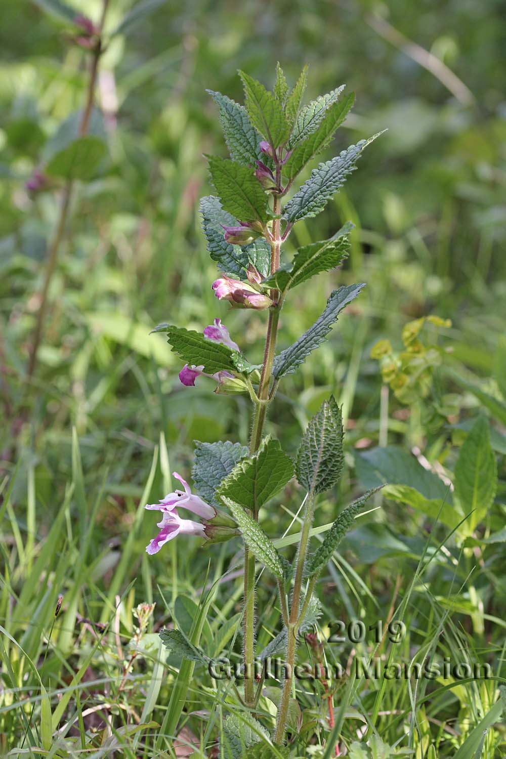 Melittis melissophyllum