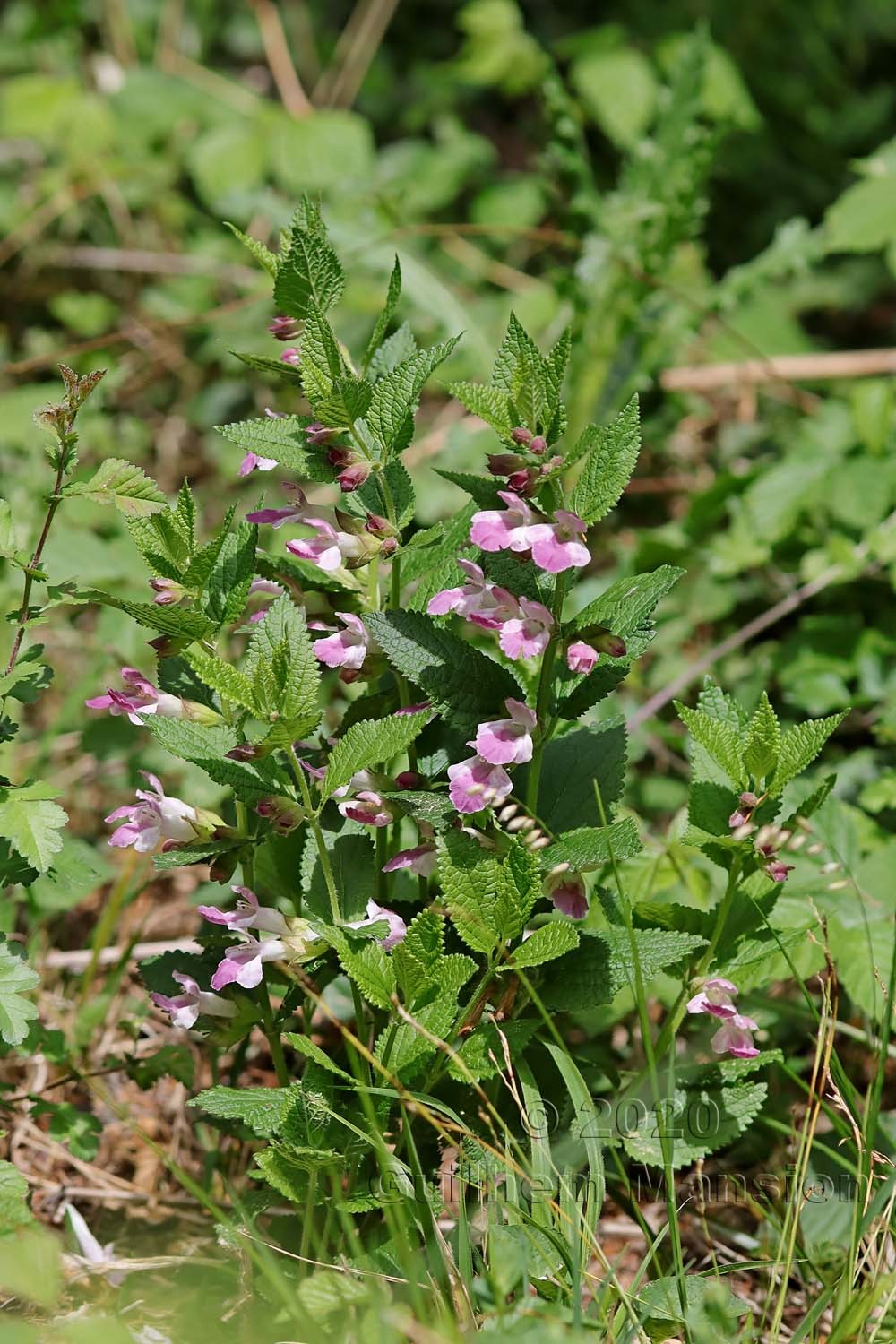 Melittis melissophyllum