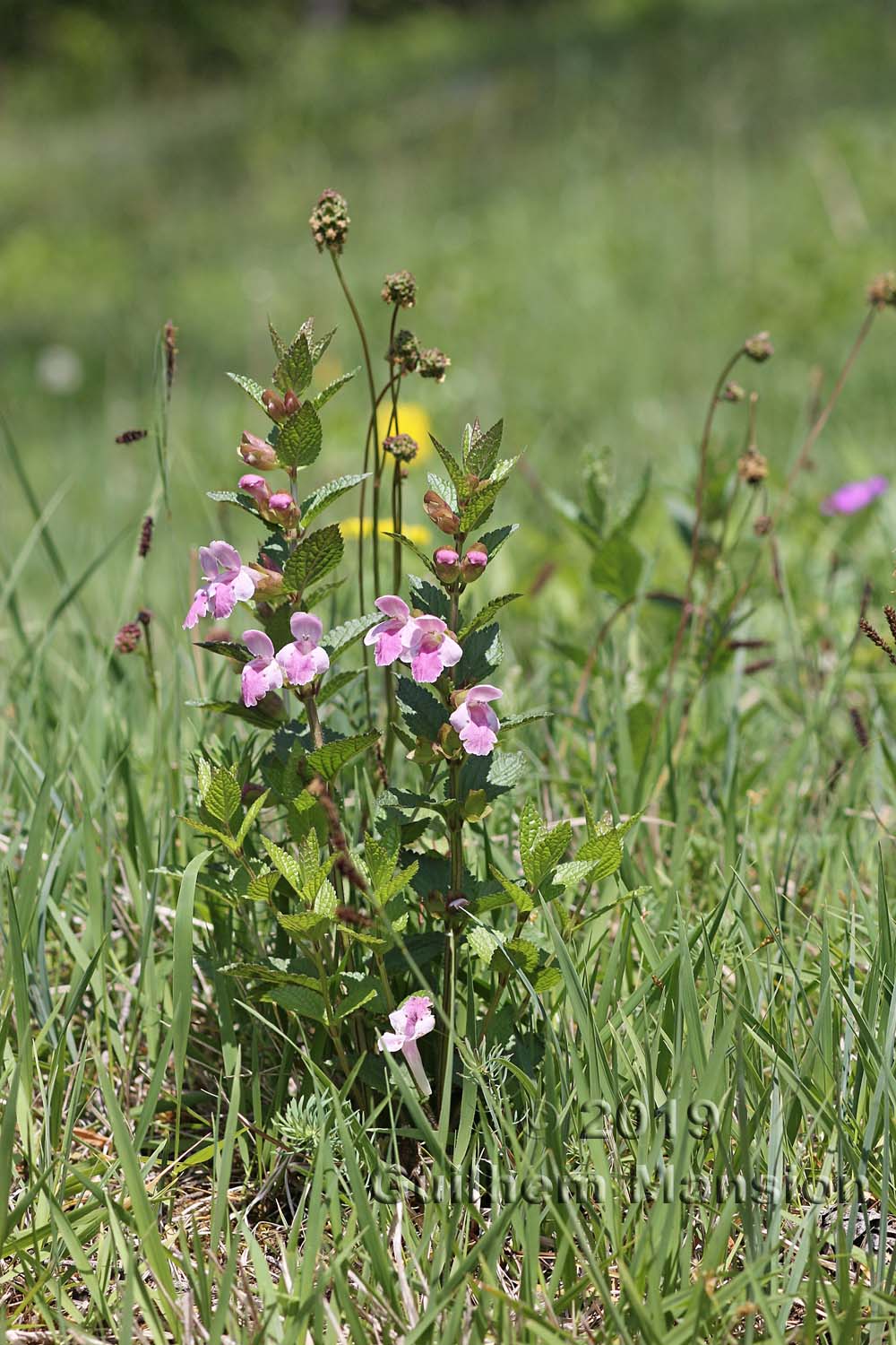 Melittis melissophyllum