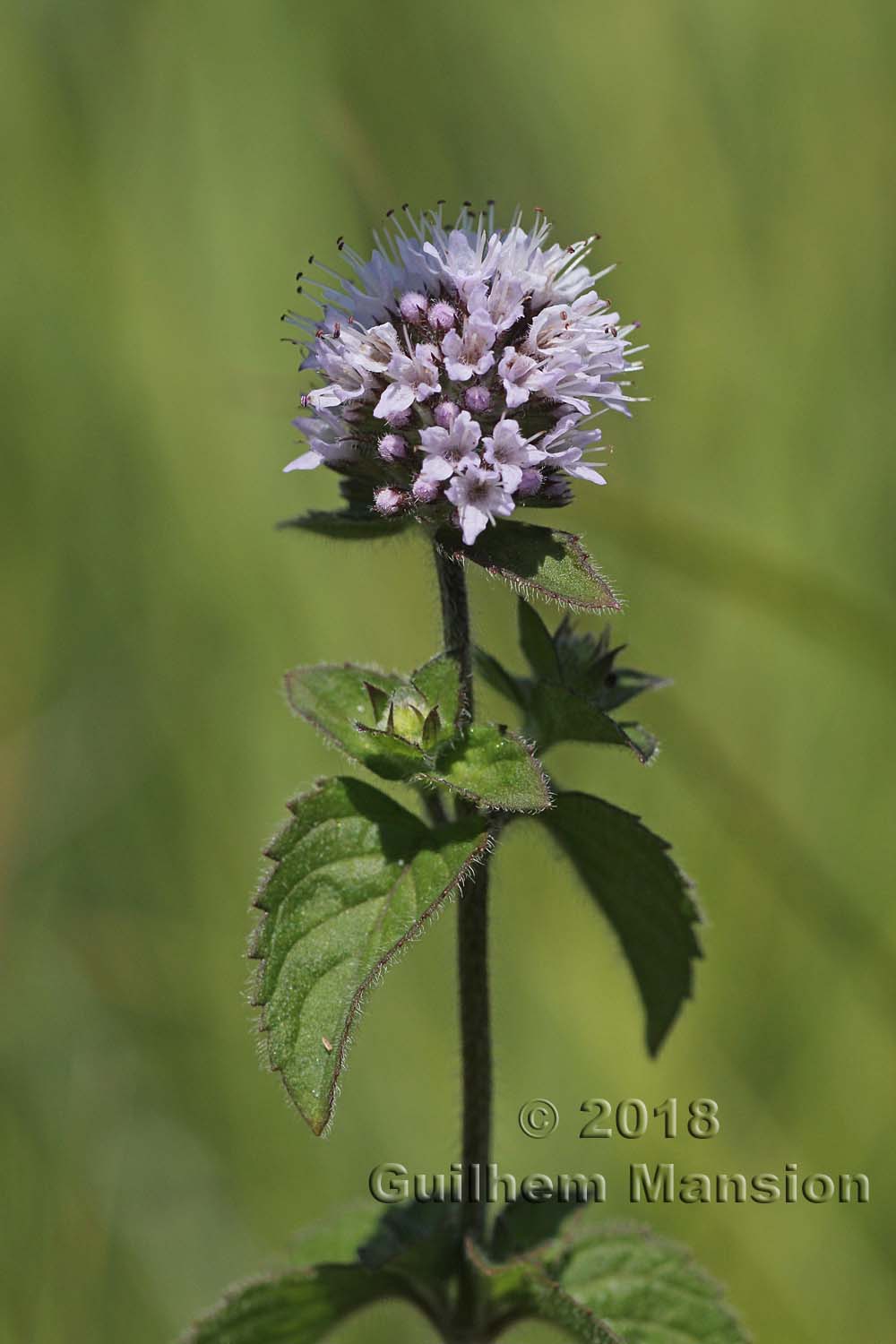 Mentha aquatica