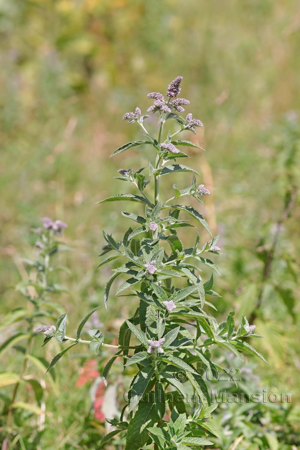 Mentha longifolia