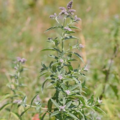 Mentha longifolia