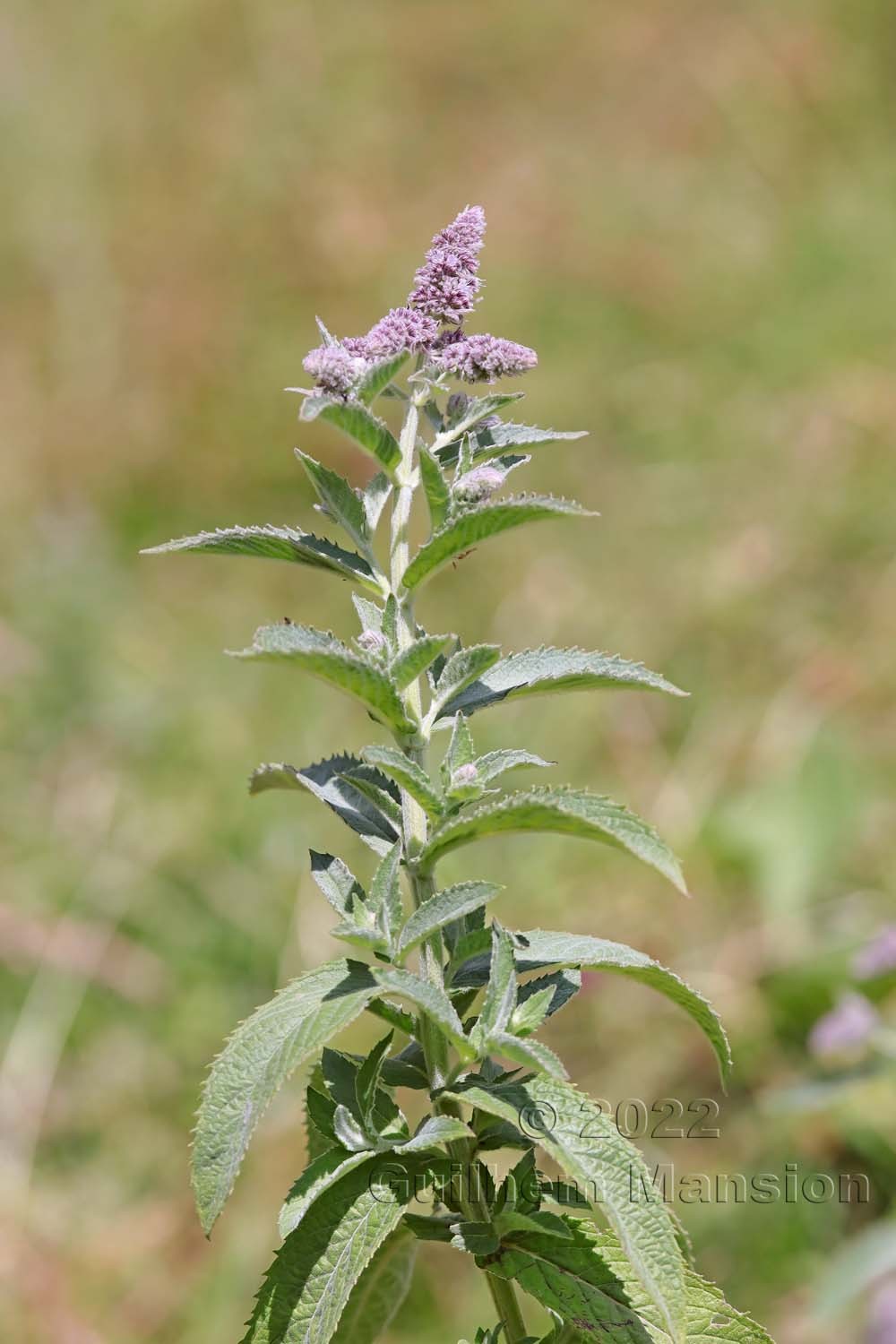 Mentha longifolia