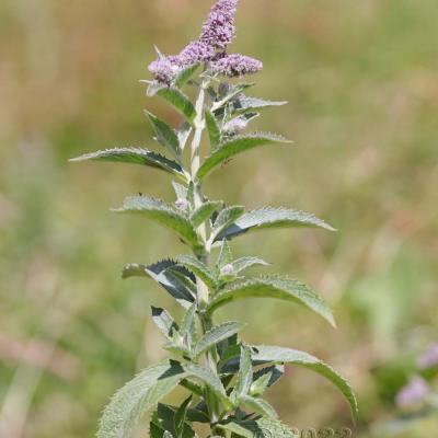 Mentha longifolia