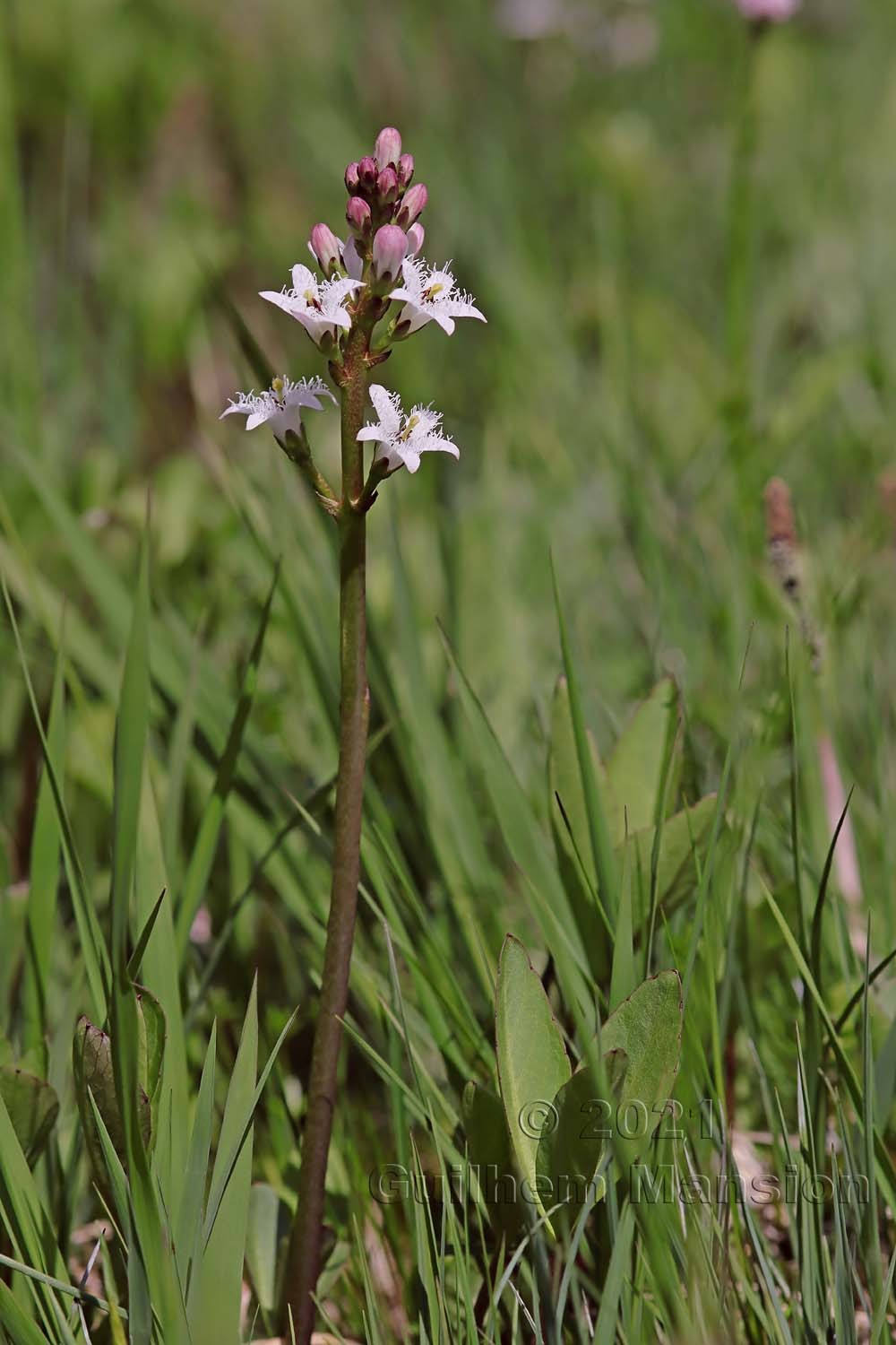 Menyanthes trifoliata