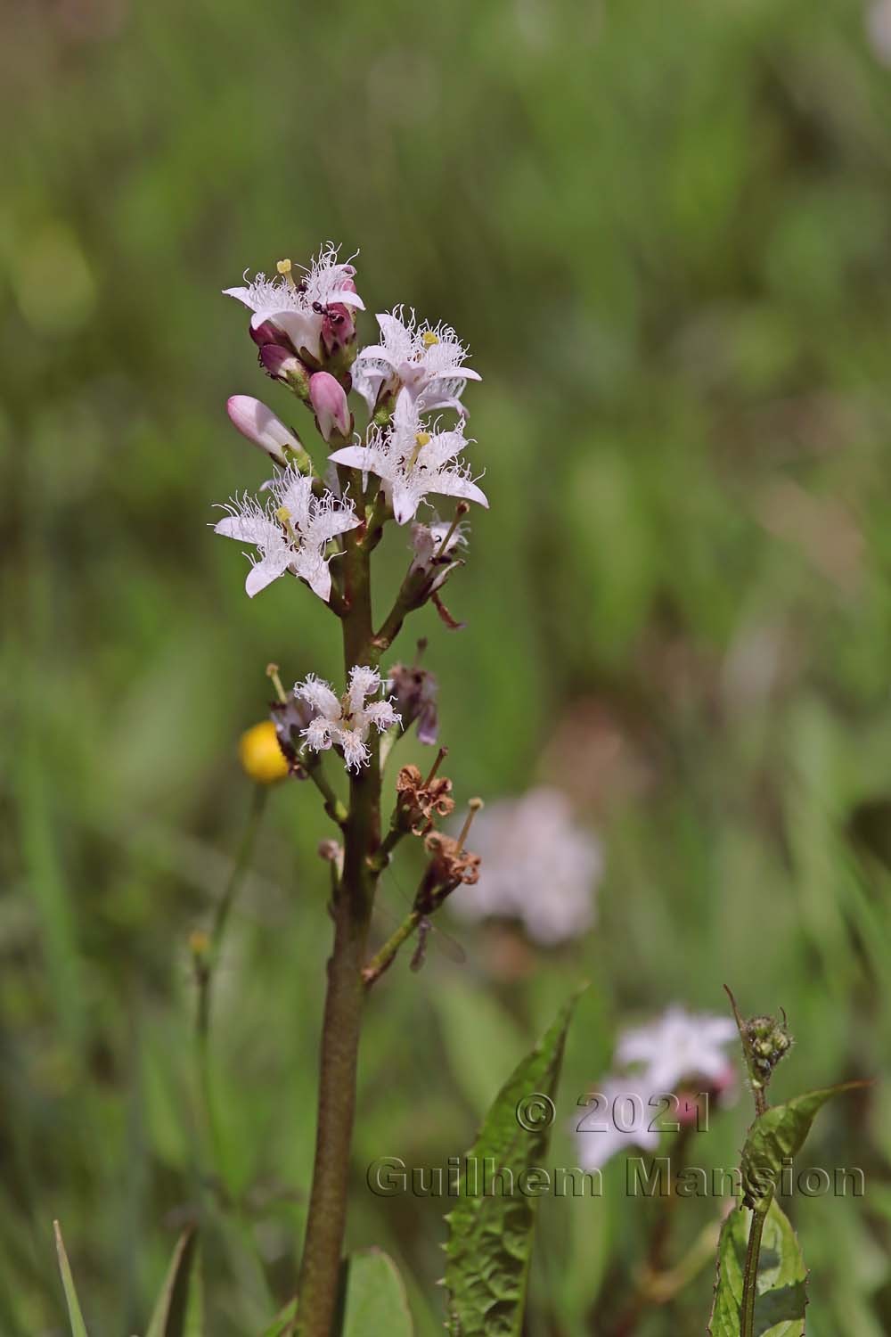 Menyanthes trifoliata