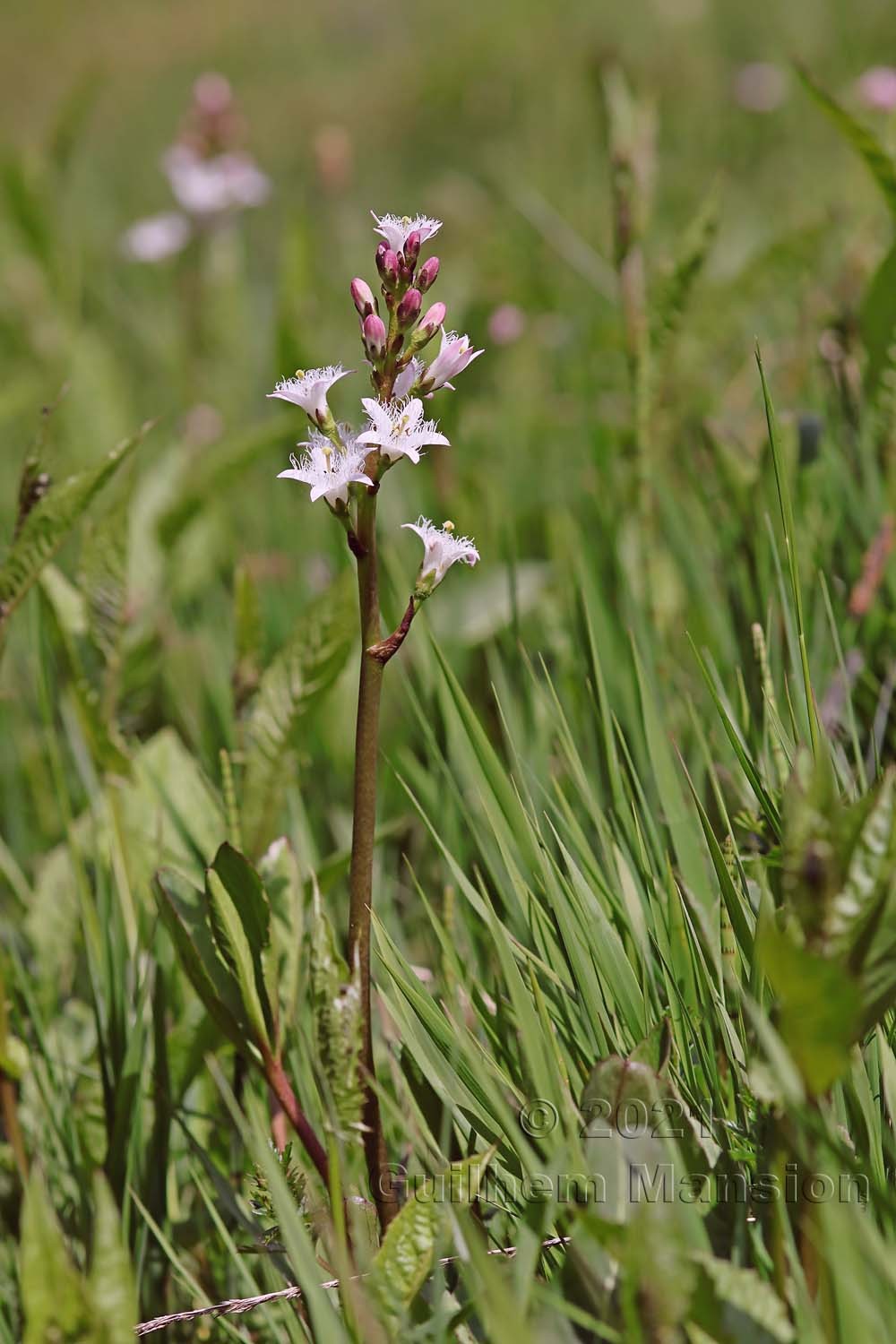 Menyanthes trifoliata