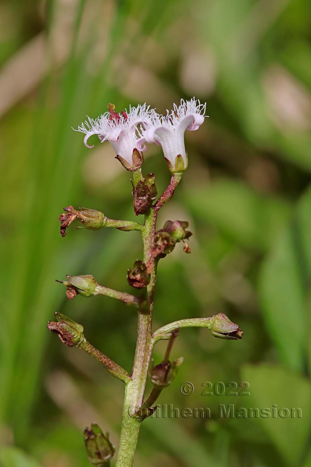 Menyanthes trifoliata