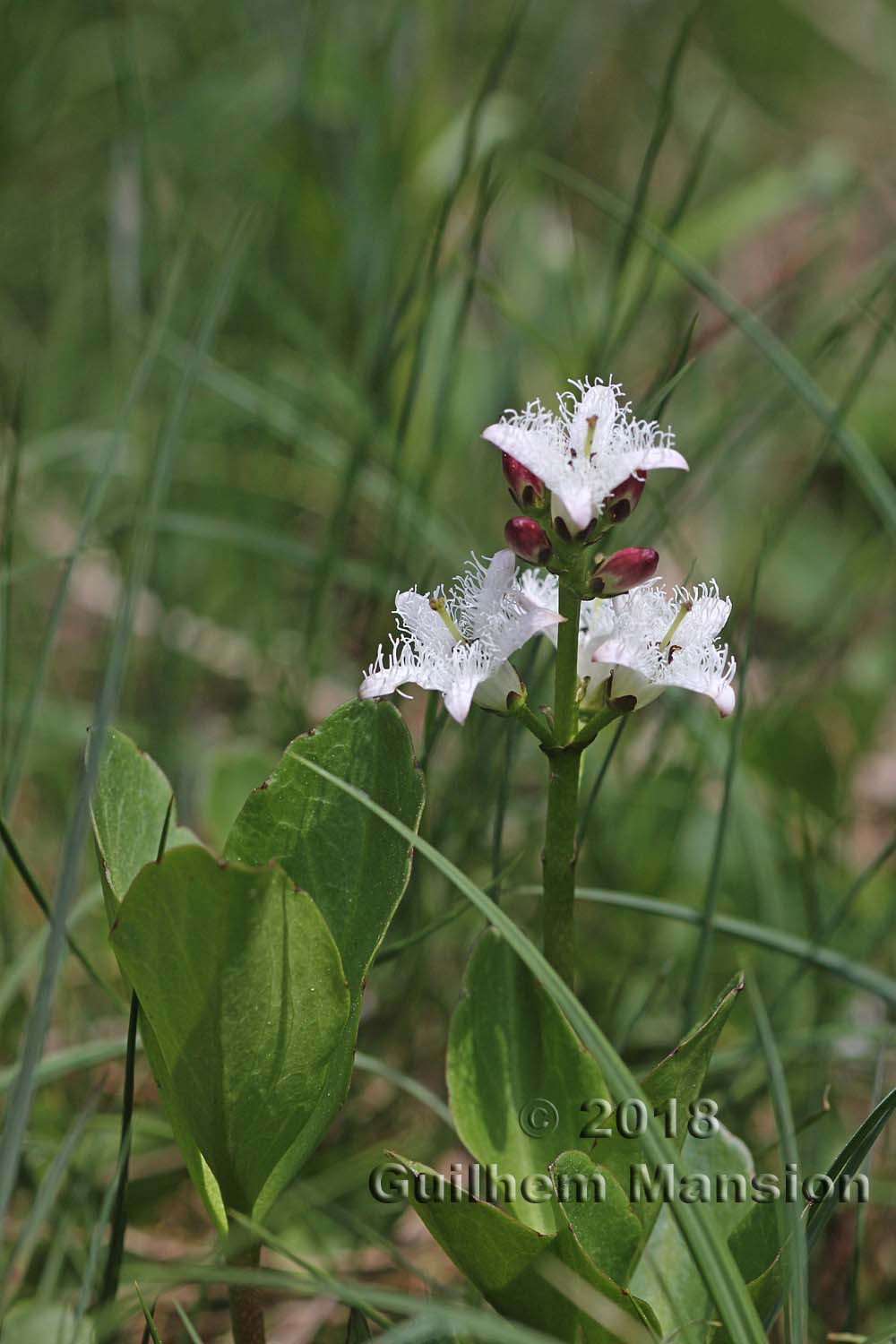 Menyanthes trifoliata