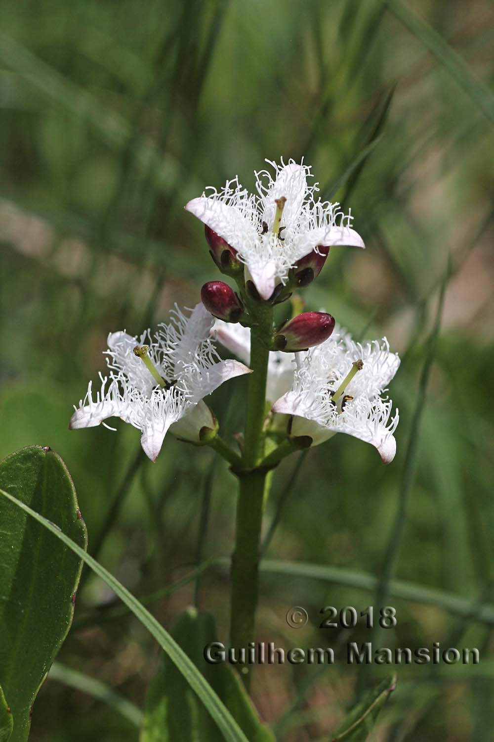 Menyanthes trifoliata