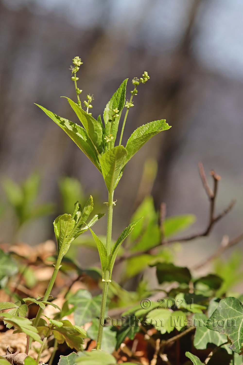 Mercurialis perennis