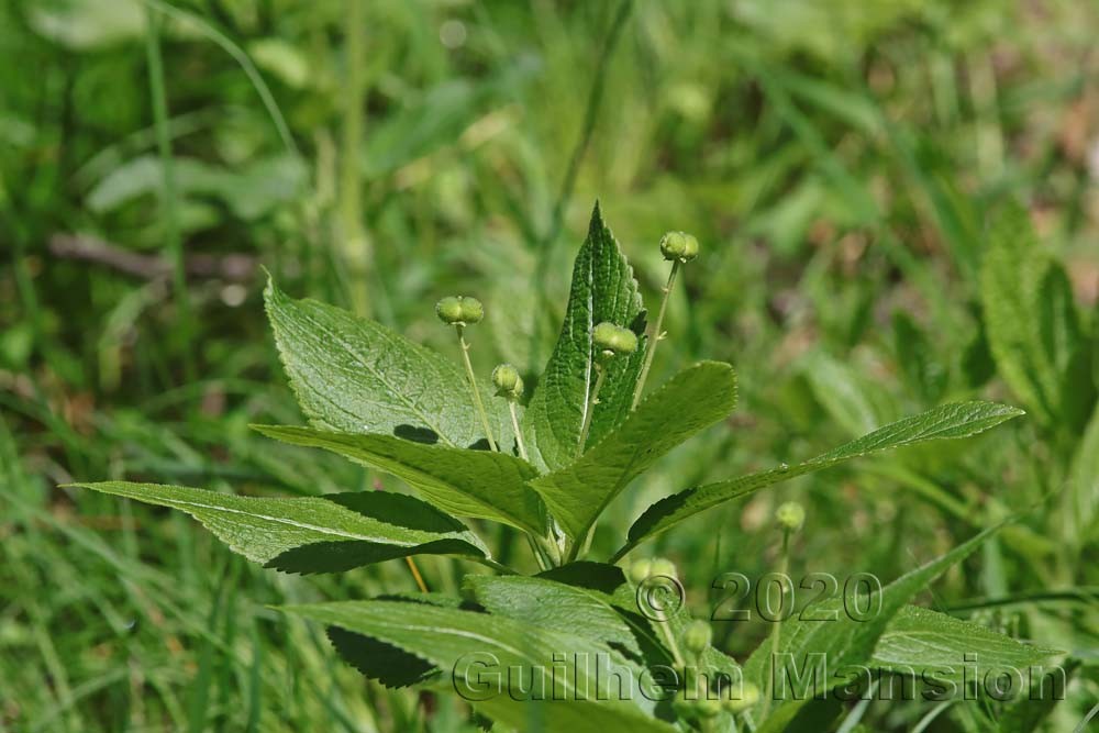 Mercurialis perennis