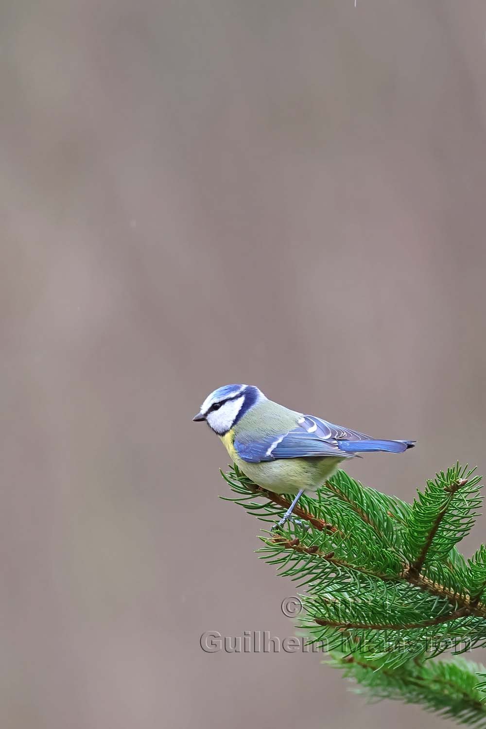 Cyanistes caeruleus