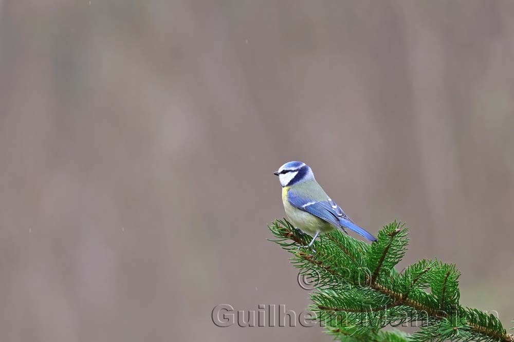 Cyanistes caeruleus - Mésange bleue