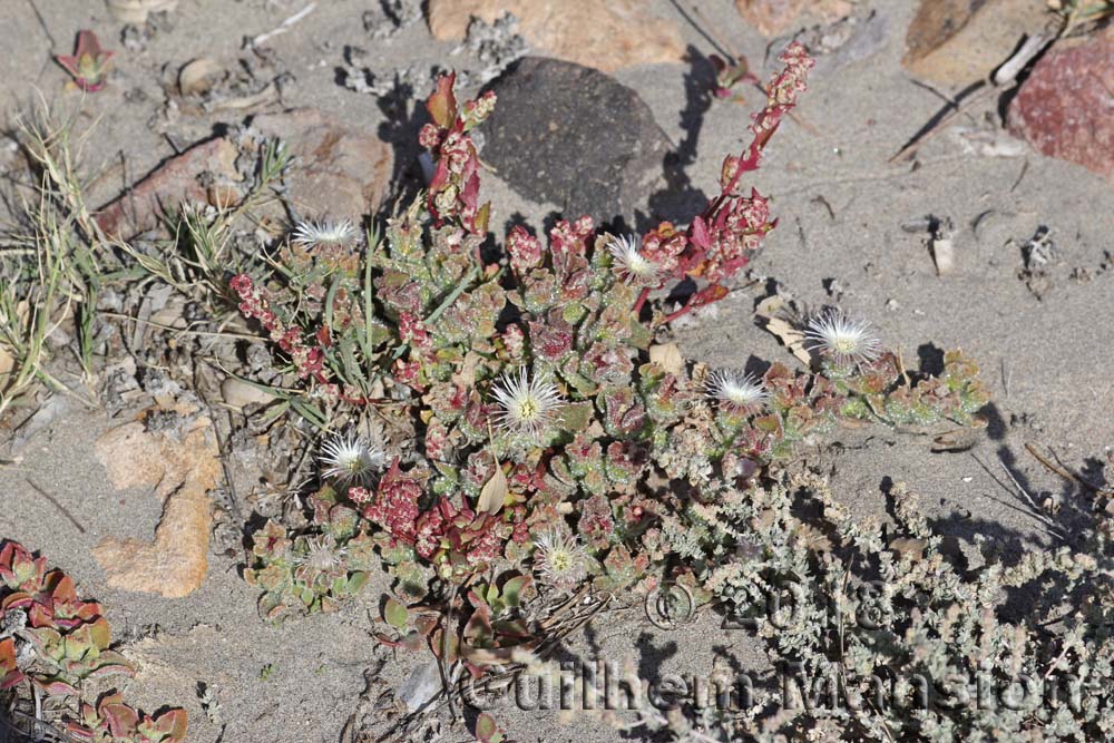 Mesembryanthemum crystallinum