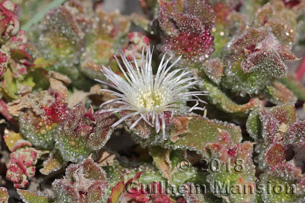 Mesembryanthemum crystallinum