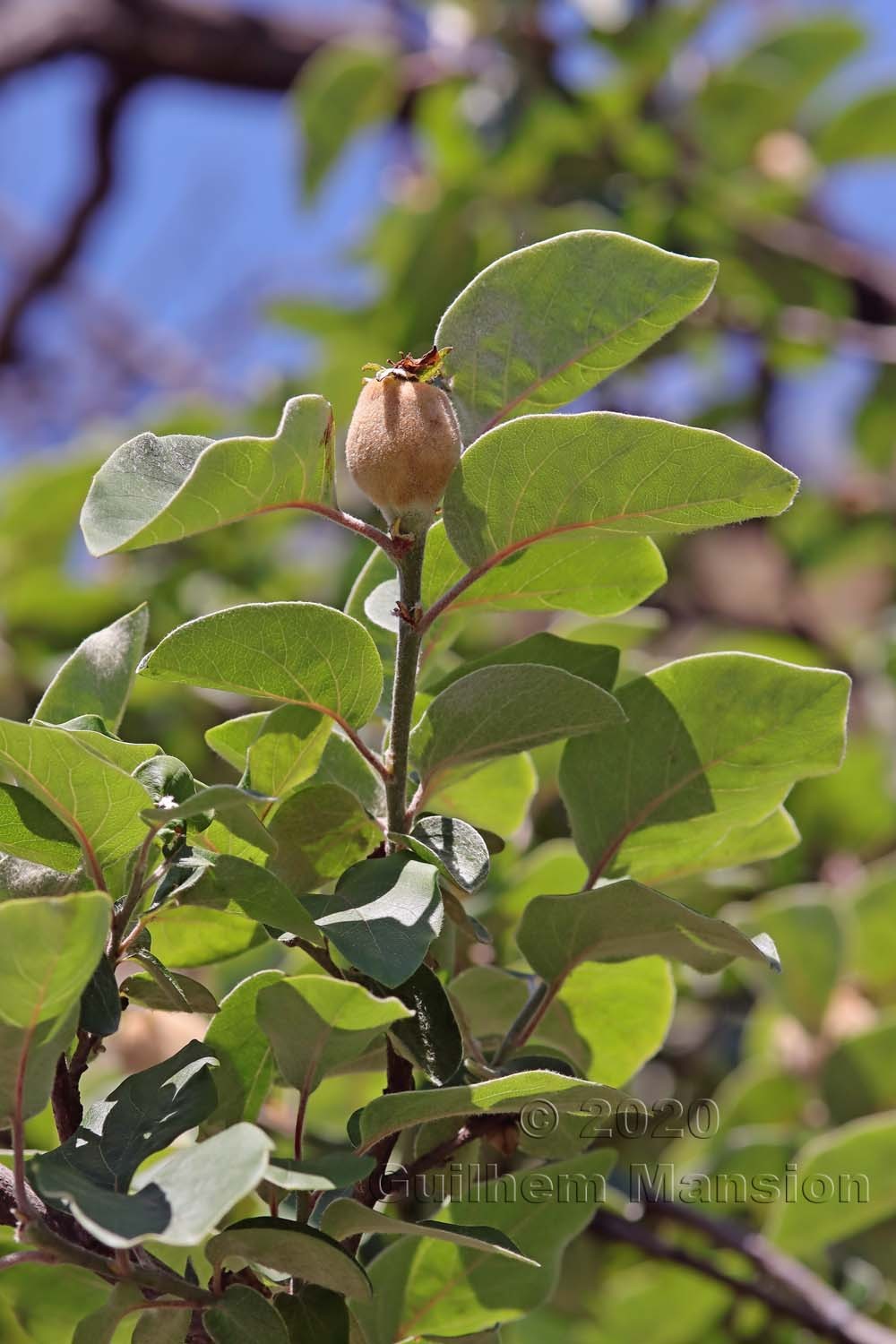 Mespilus germanica