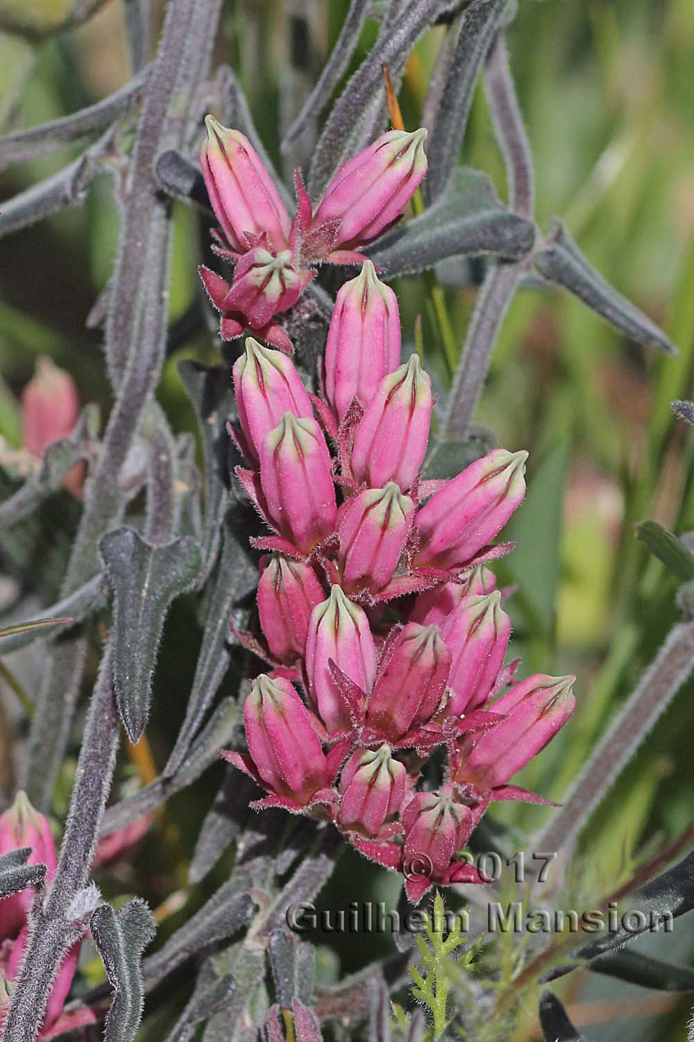 Microloma sagittatum