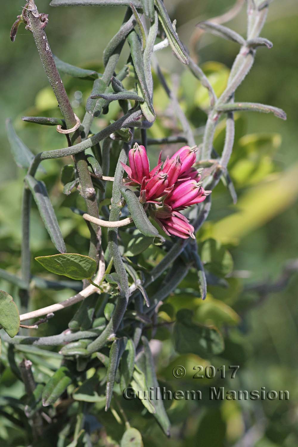 Microloma sagittatum