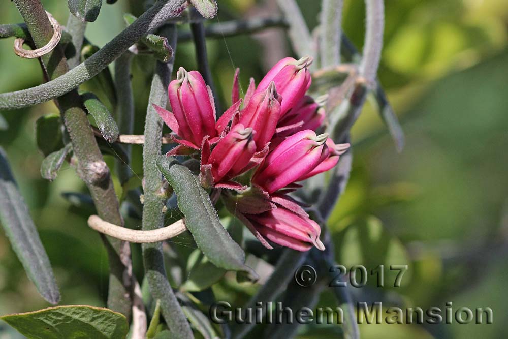 Microloma sagittatum