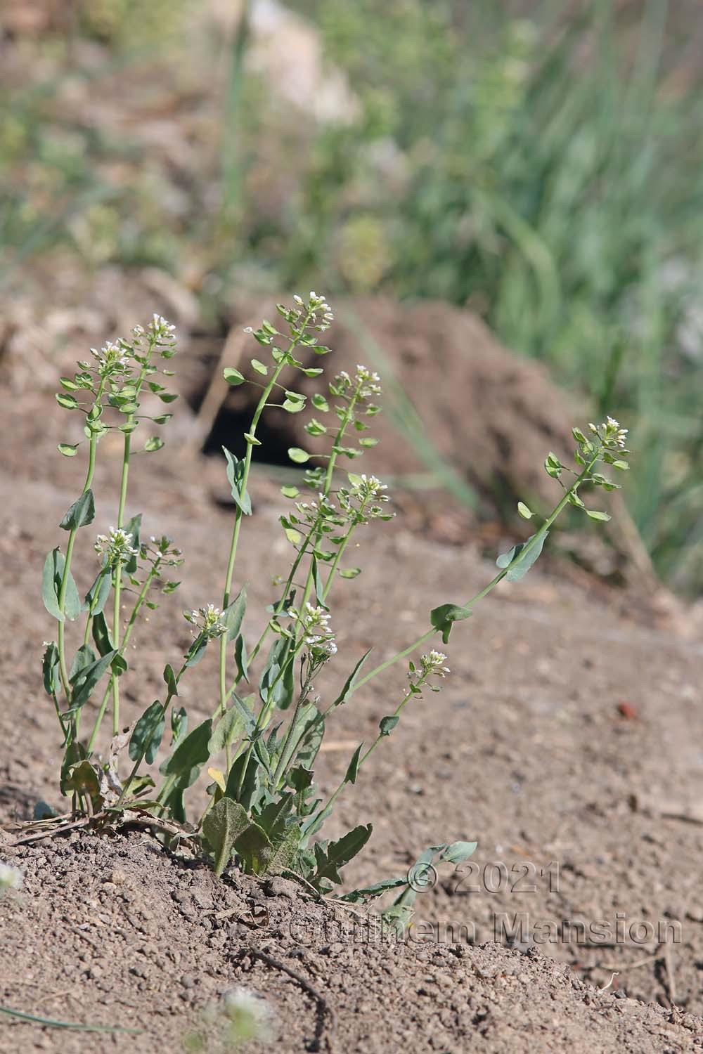 Microthlaspi perfoliatum