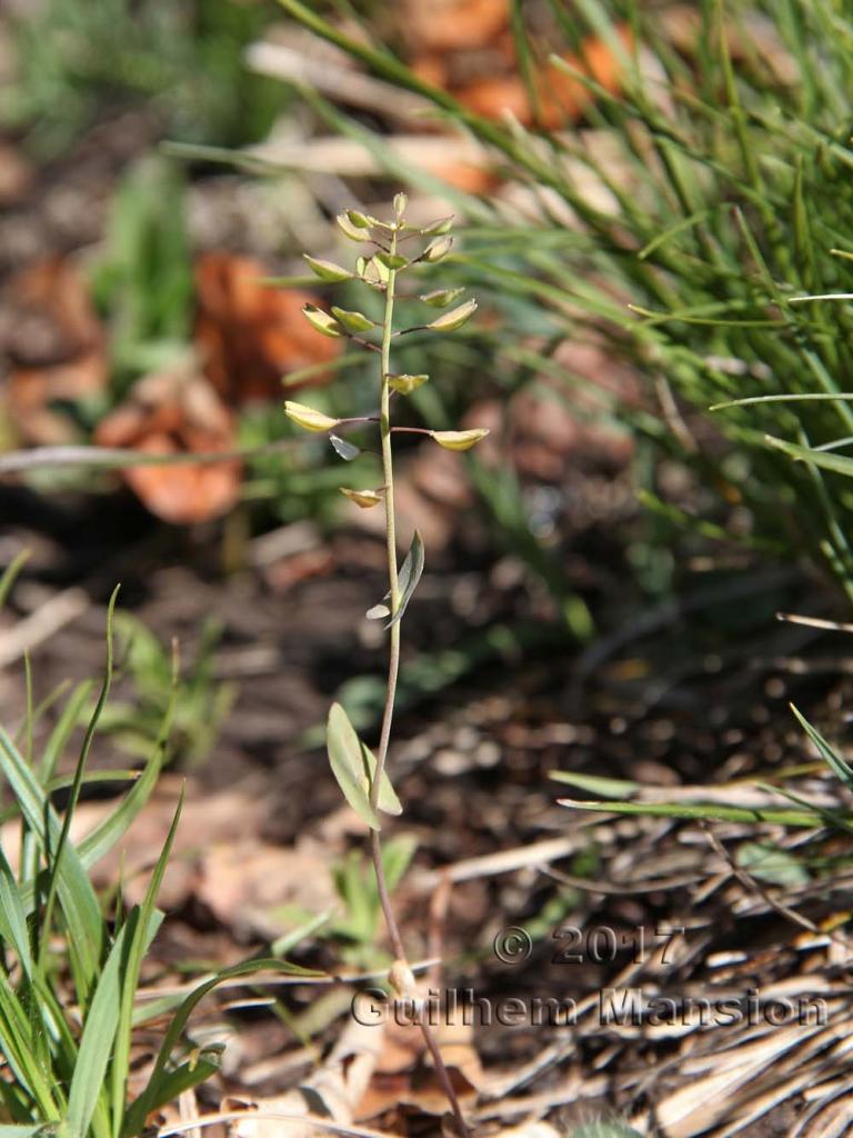 Microthlaspi perfoliatum