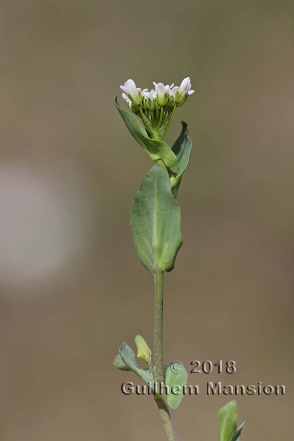 Microthlaspi perfoliatum