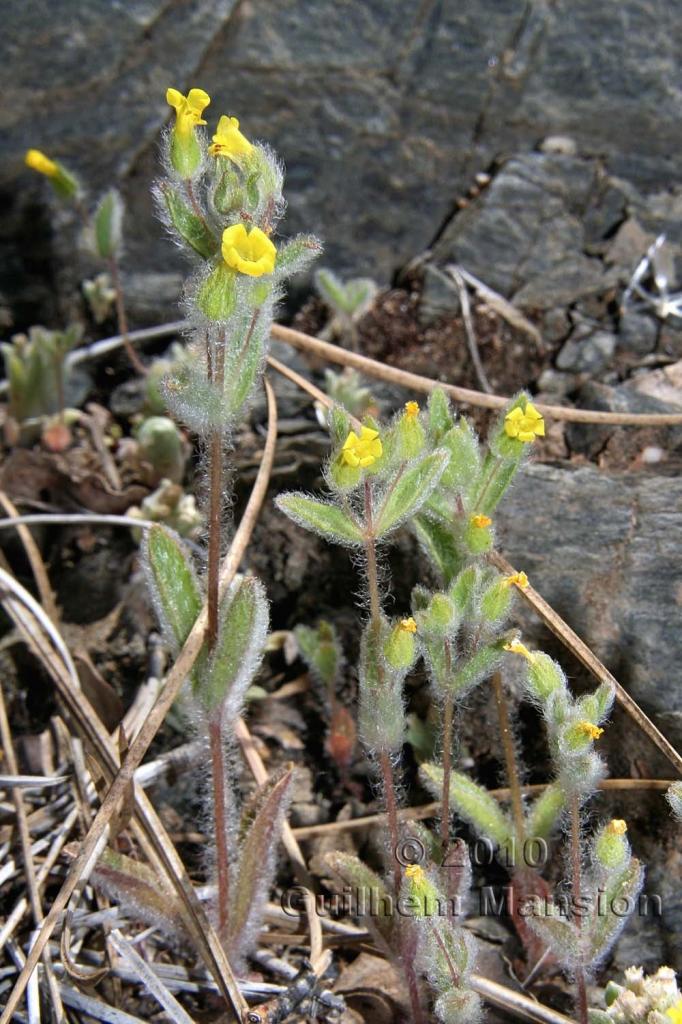 Milulus pilosus