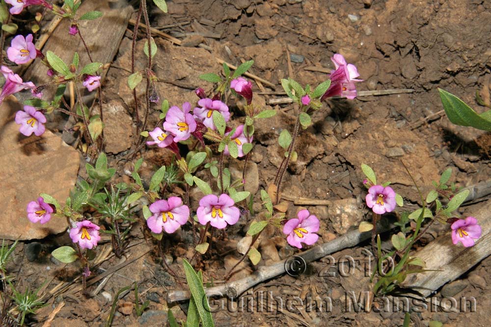 Mimulus angustatus