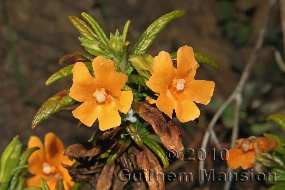 Mimulus aurantiacus