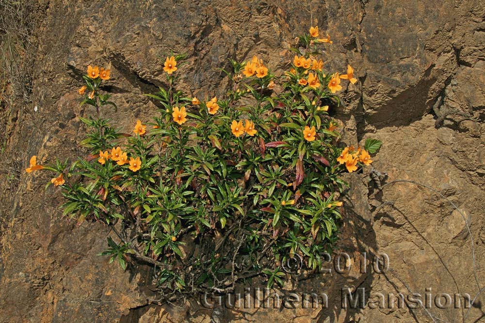 Mimulus aurantiacus