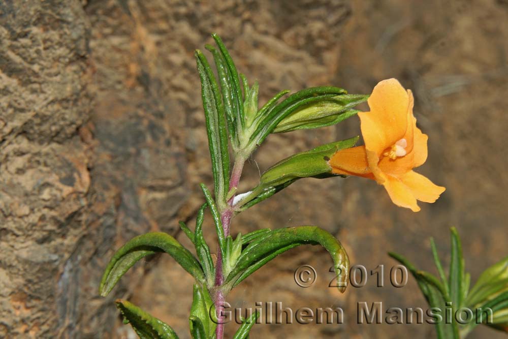 Mimulus aurantiacus