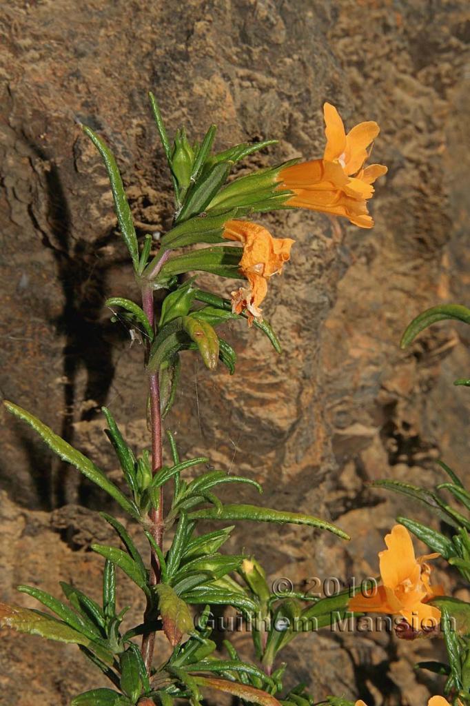 Mimulus aurantiacus