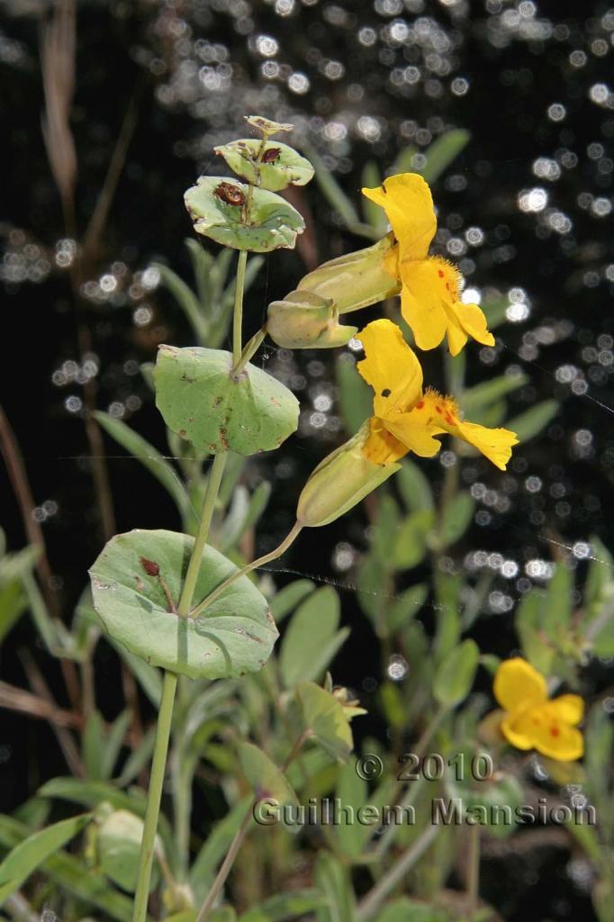 Mimulus glaucescens