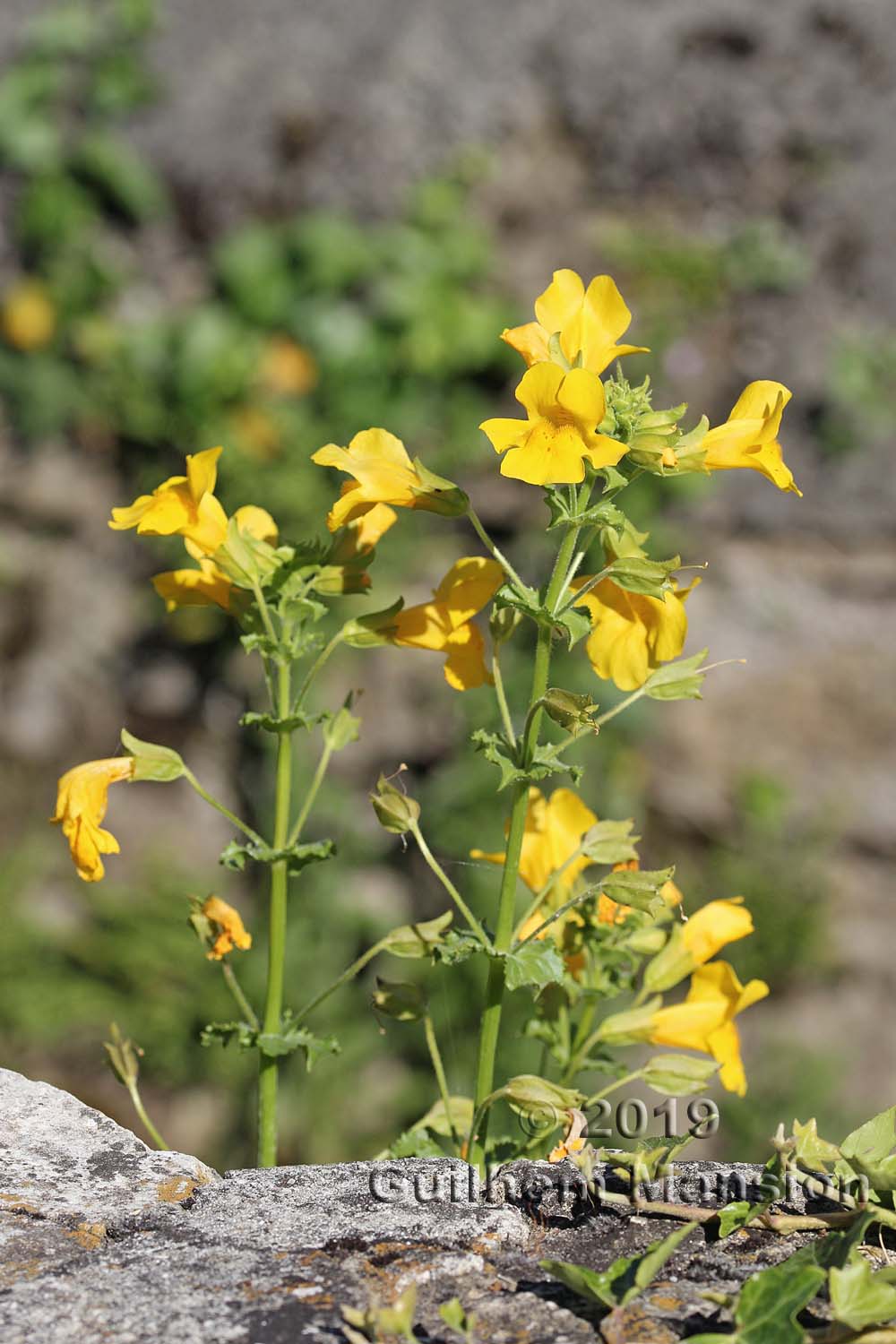 Mimulus guttatus