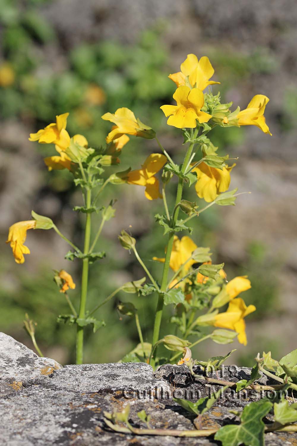 Mimulus guttatus