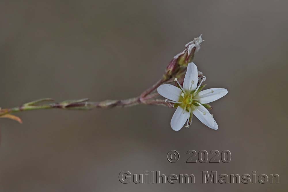 Minuartia recurva