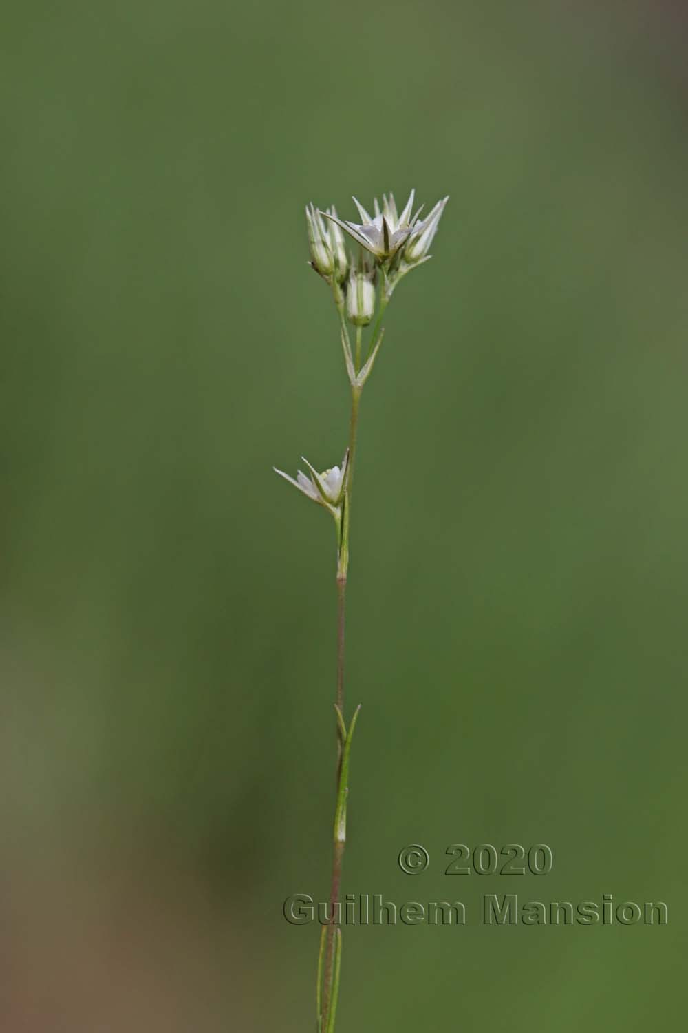 Minuartia rubra