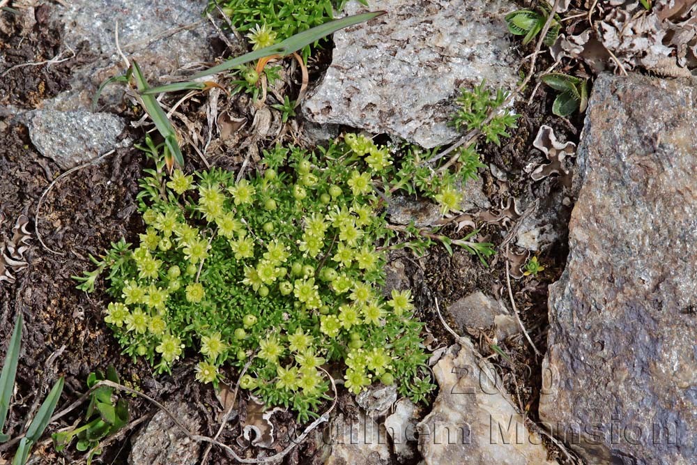 Minuartia sedoides