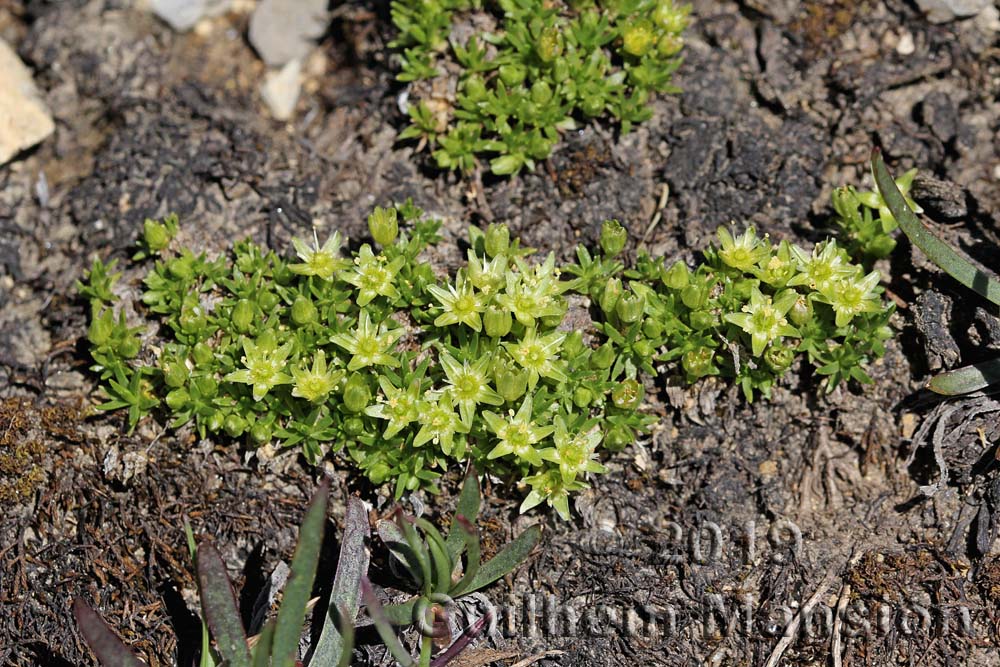 Minuartia sedoides