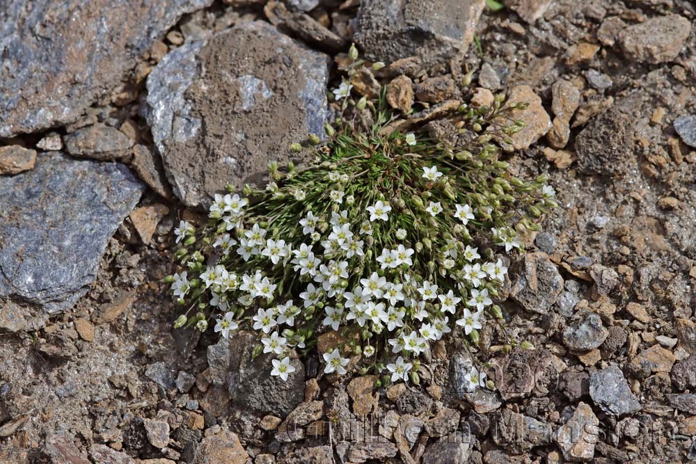 Minuartia verna