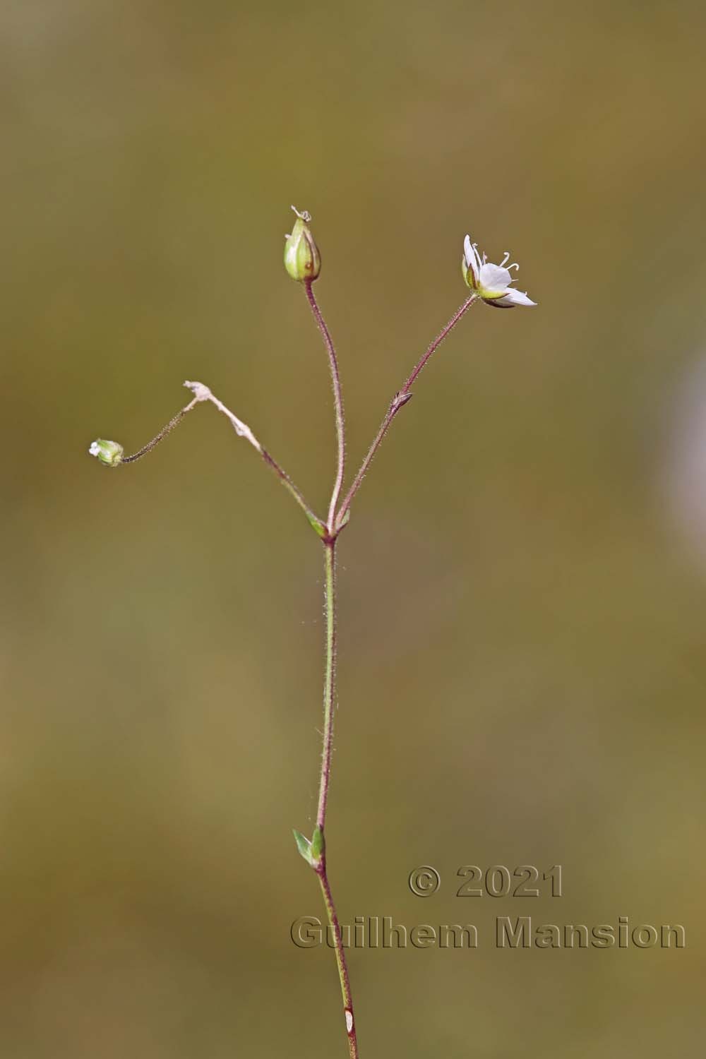 Minuartia verna