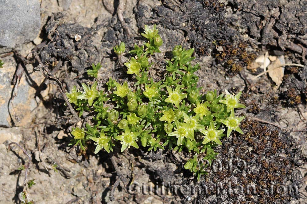 Minuartia sedoides