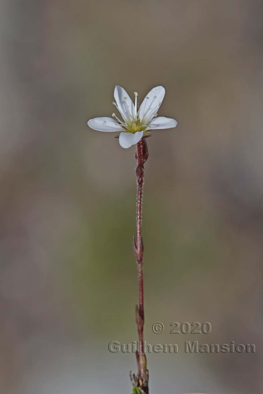 Minuartia verna