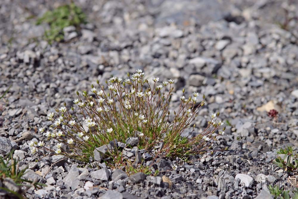 Minuartia verna