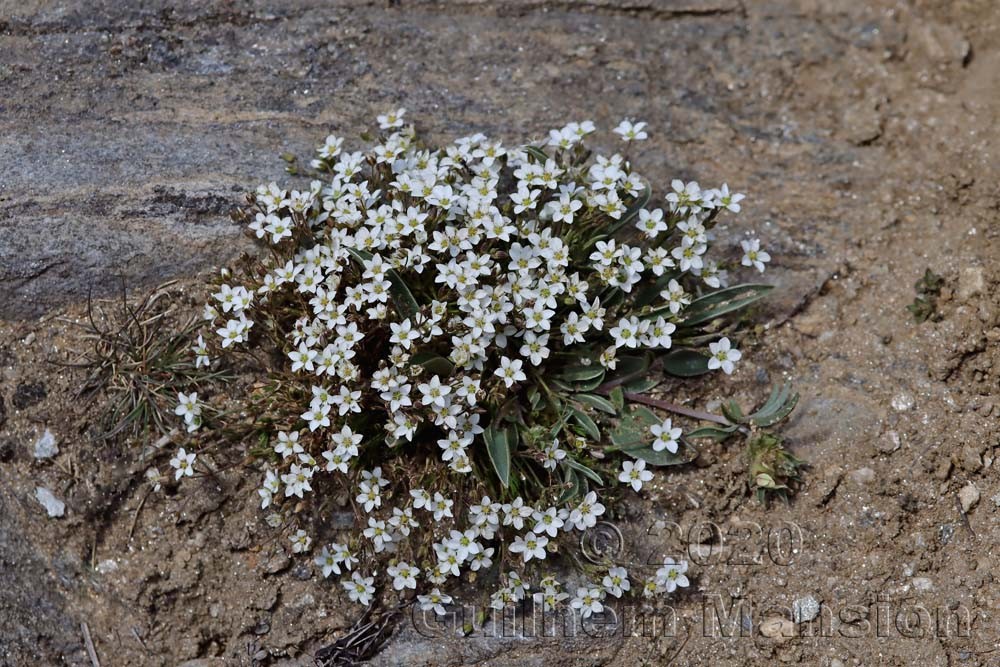 Minuartia verna