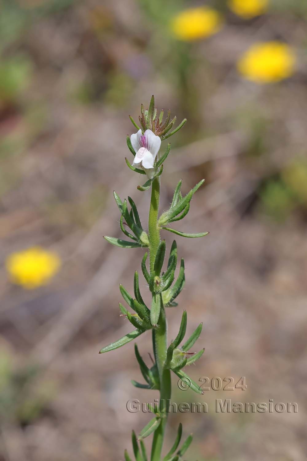 Misopates calycinum