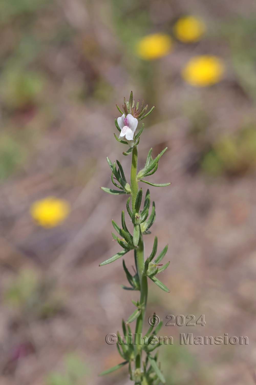 Misopates calycinum