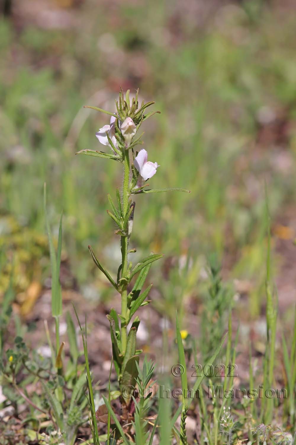 Misopates orontium